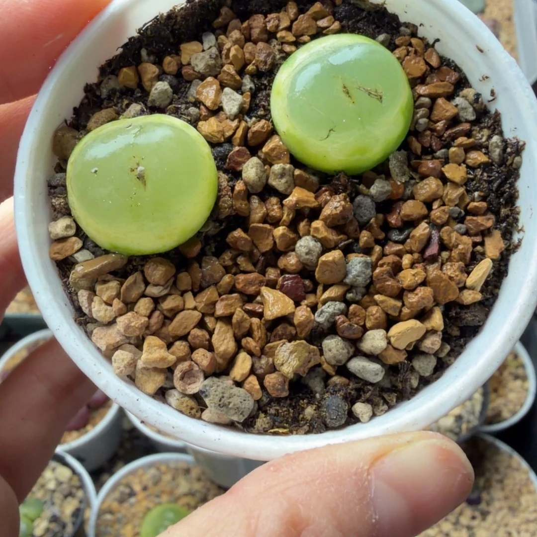 两颗2公分拉登母本