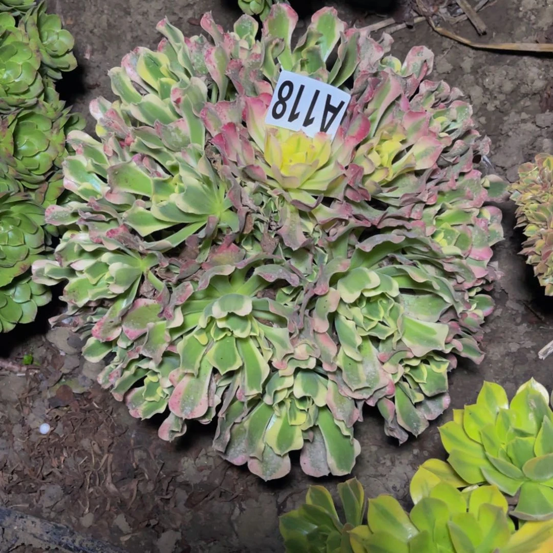 白凤法师14——39包邮