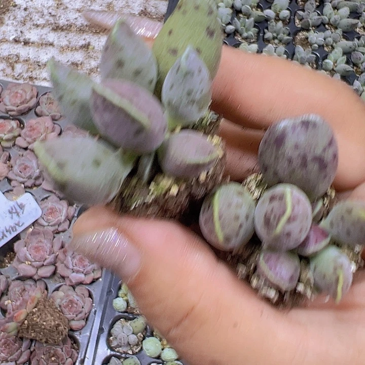 小海豹3个19包邮多肉植物