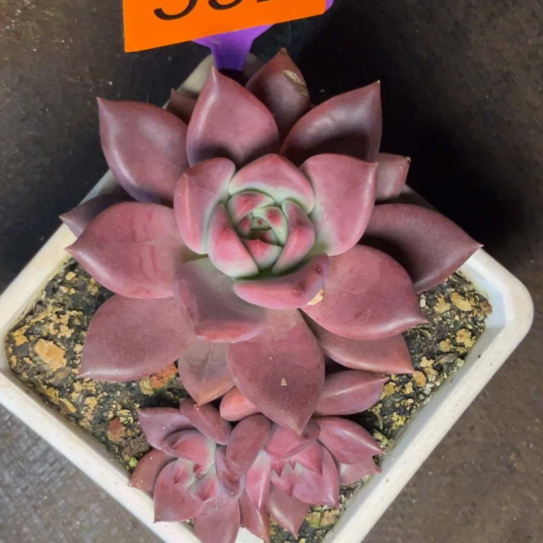 多肉植物红糖卡592