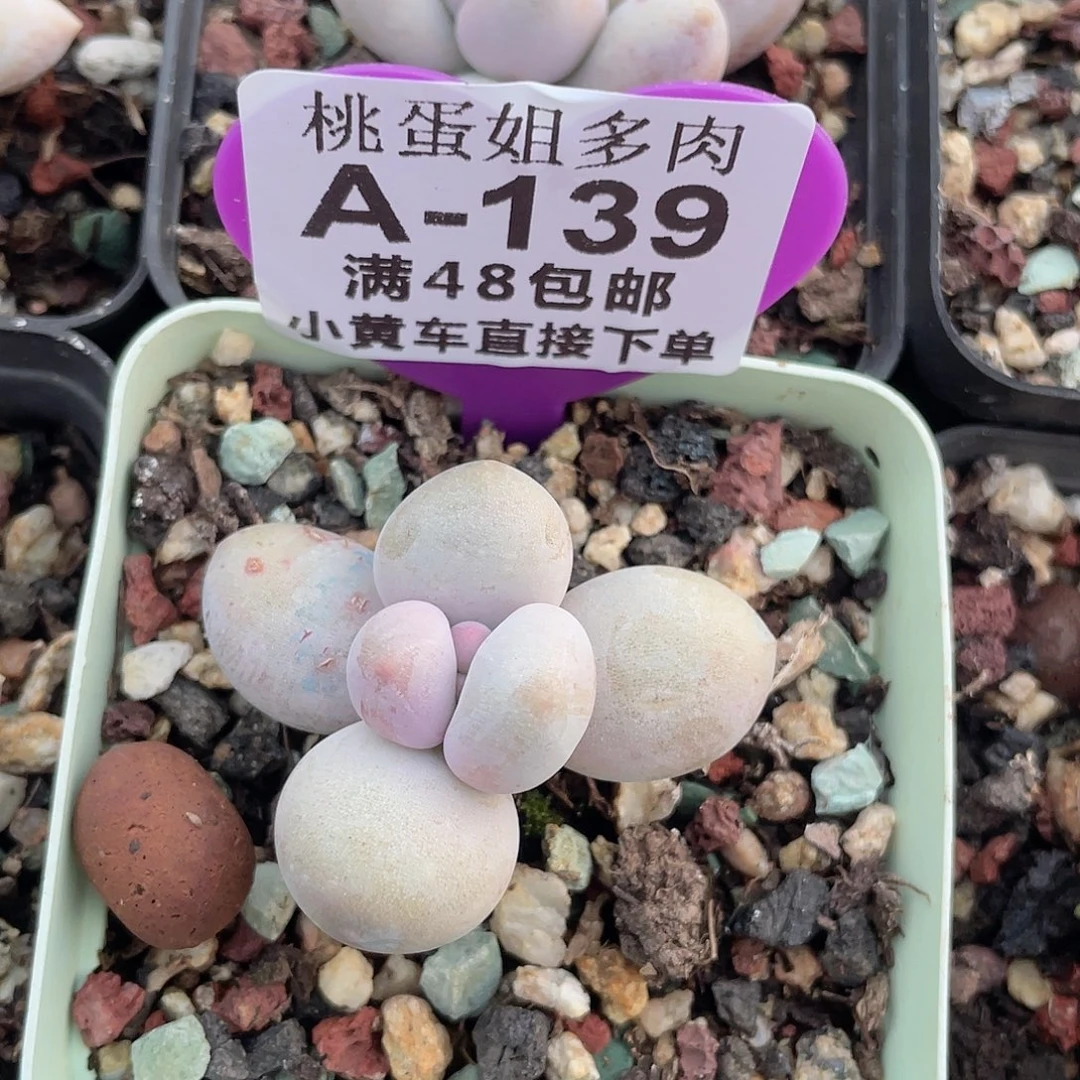 奶酪 脱土发货 7口盆