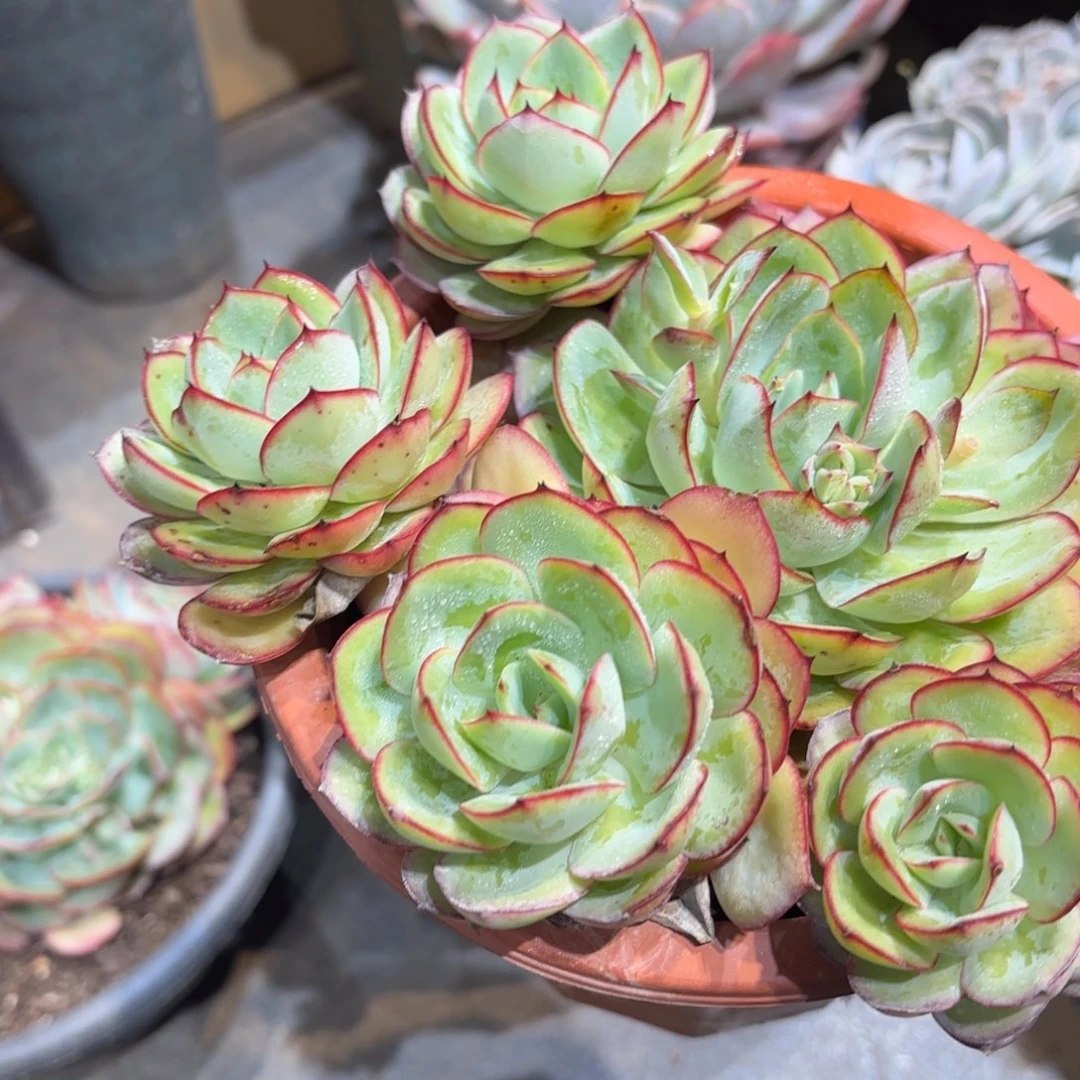 同温层多肉牡丹亭157