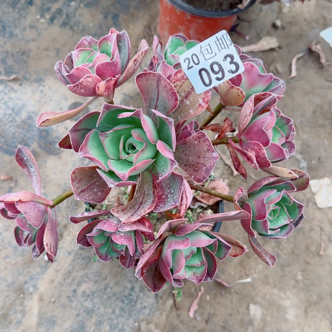 红富士多肉093满20包邮断枝不包