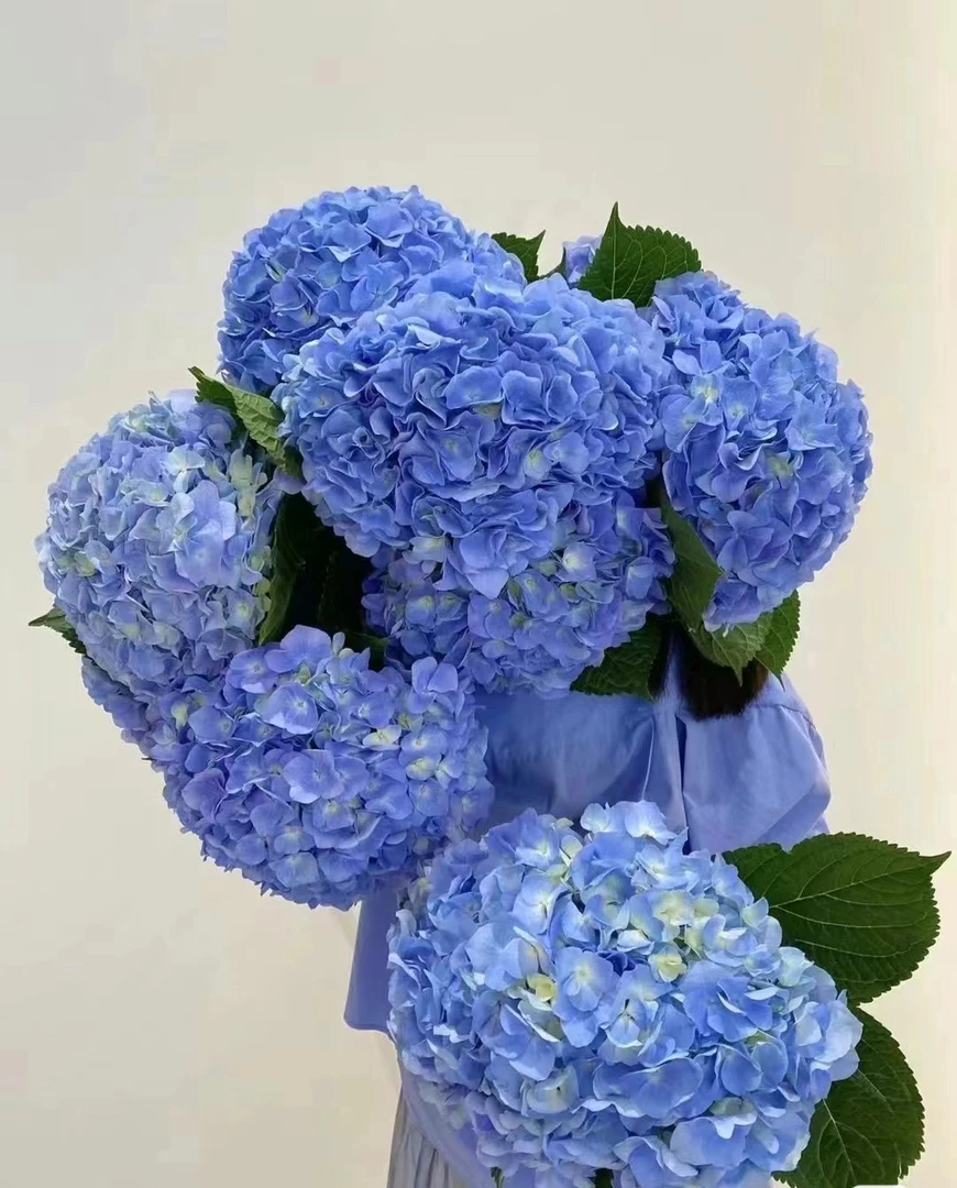 【大海蓝绣球】夏天高级小众水培鲜花 超大花头