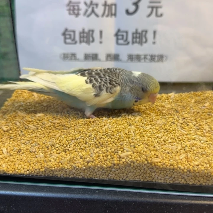 虎皮鹦鹉大头虎皮鹦鹉