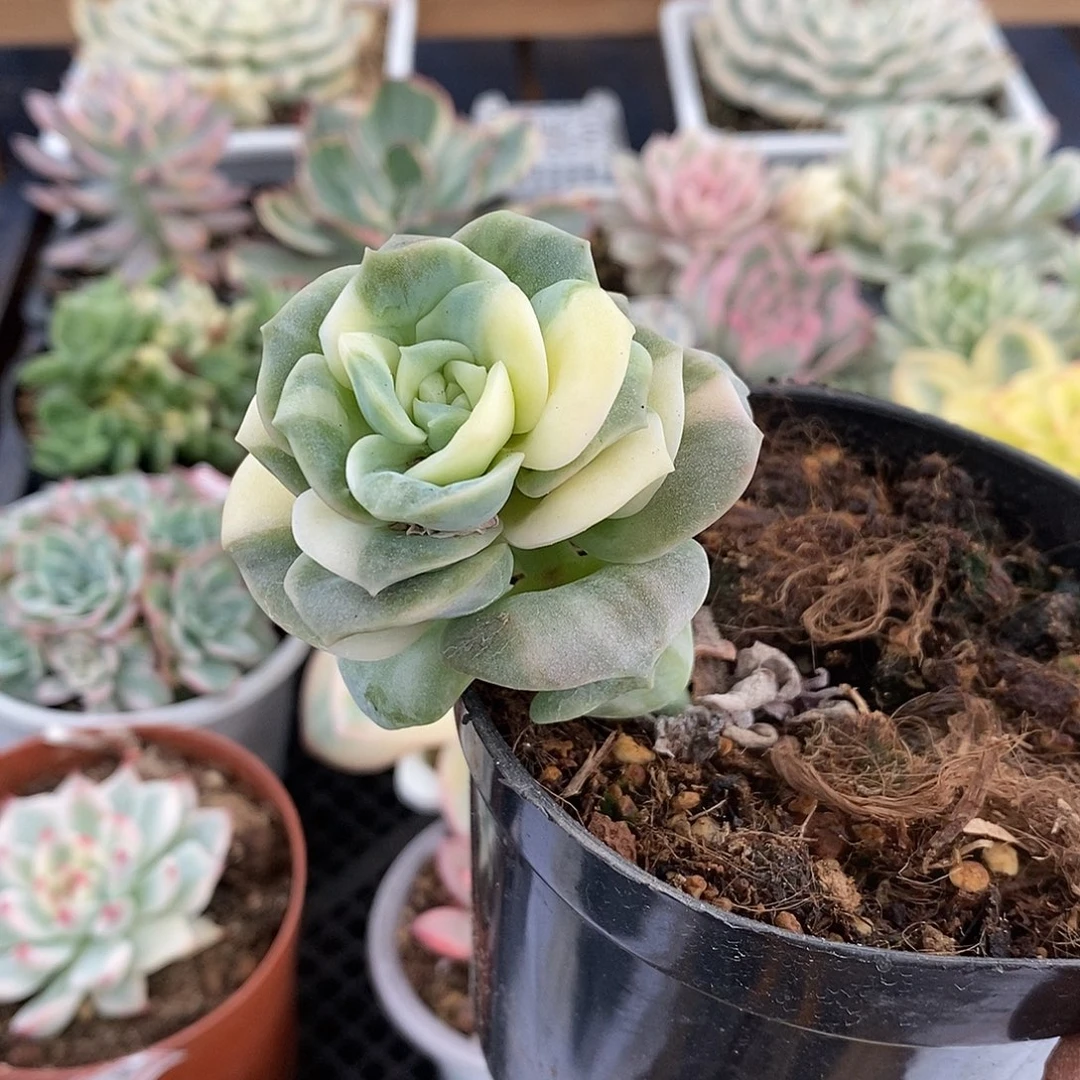27199 可爱玫瑰花脸锦