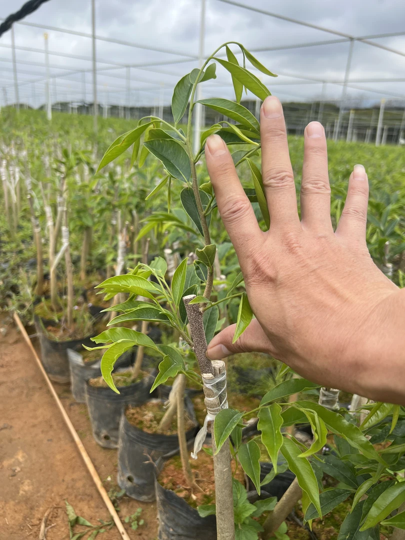 正宗绿奇楠、金沙叶品种，十棵起包邮