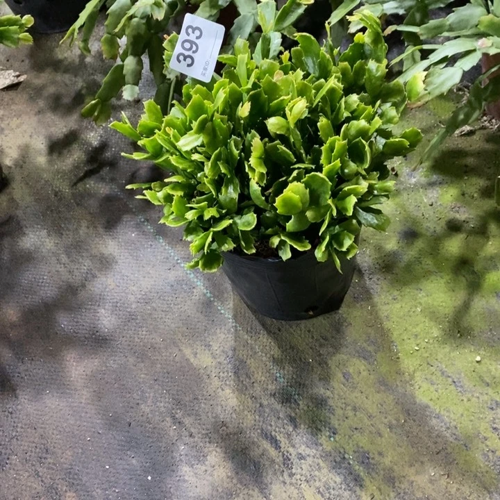 当前无花栽培后可以开花393盆栽028