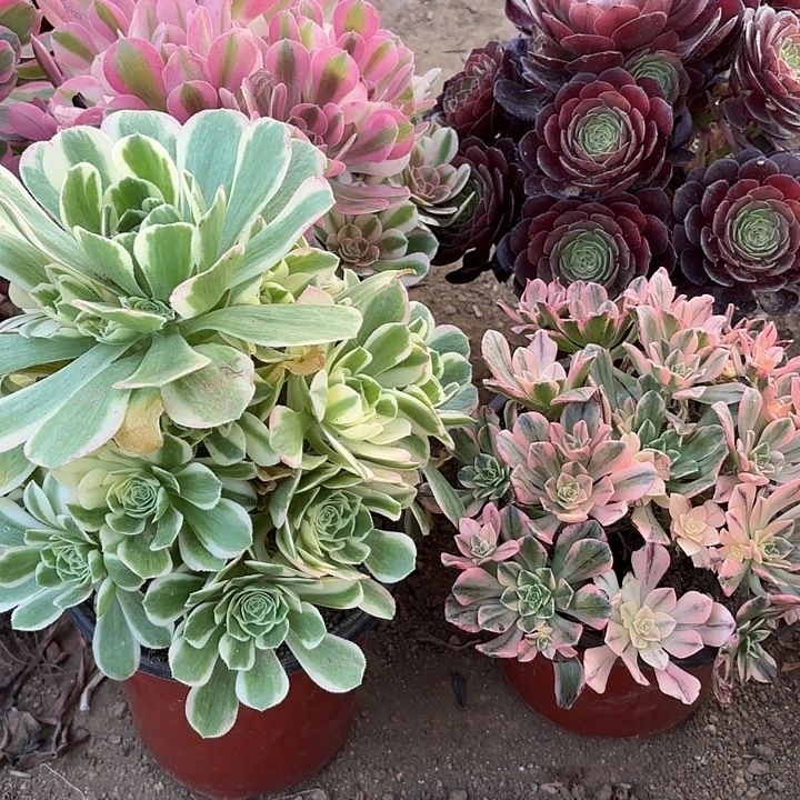 多肉植物法师4颗10