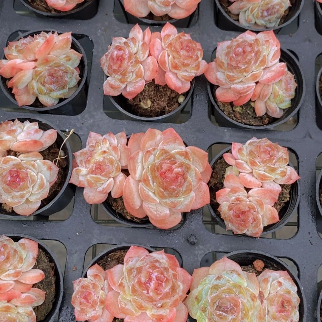 1118-Z精品糖心樱花冰魄双头一个