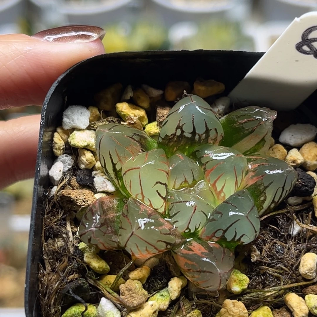 88红太阳玉露锦福利专场