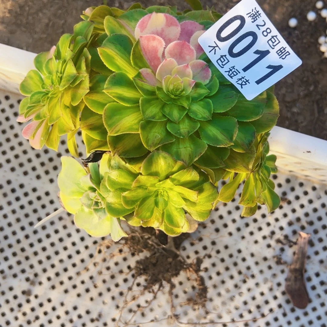 知否砍头多肉植物0011