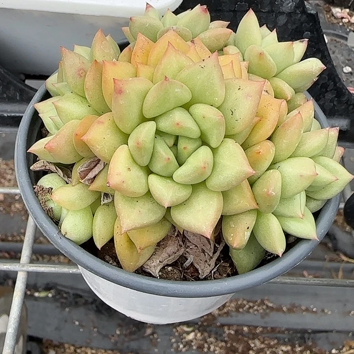 青蛙王子儿童牙膏11