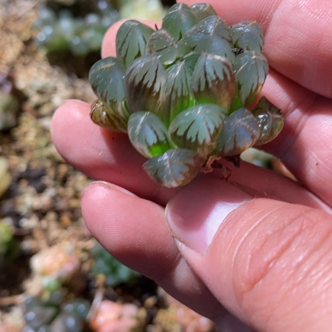 潜***行2352 一颗福利。