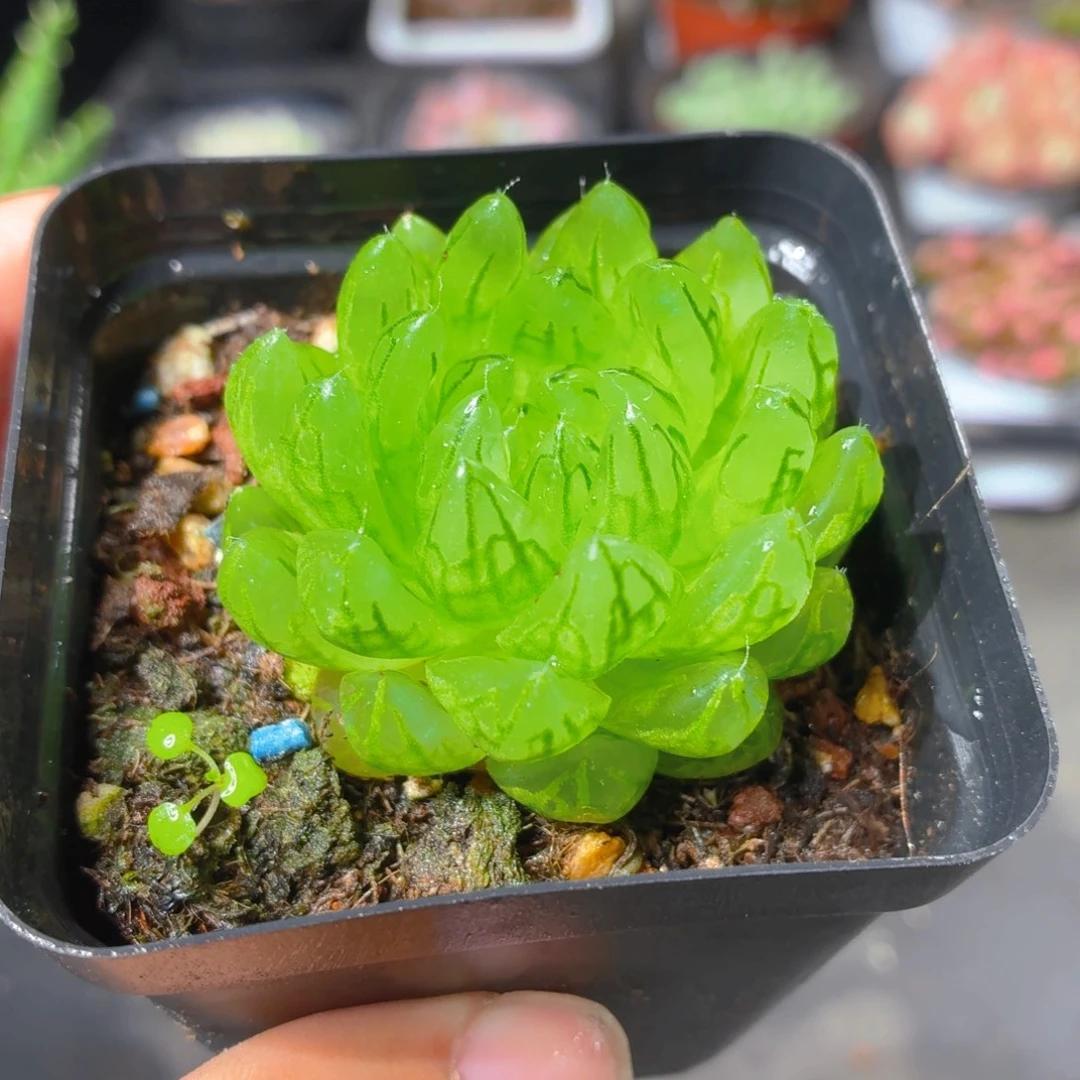 蝉翼玉露多肉9.9包邮发货