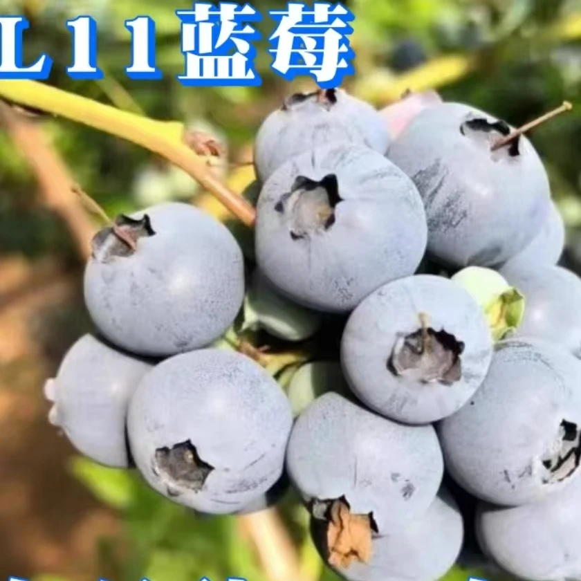 丹东蓝莓鲜果新鲜高端水果当季蓝莓现摘现发整箱包邮
