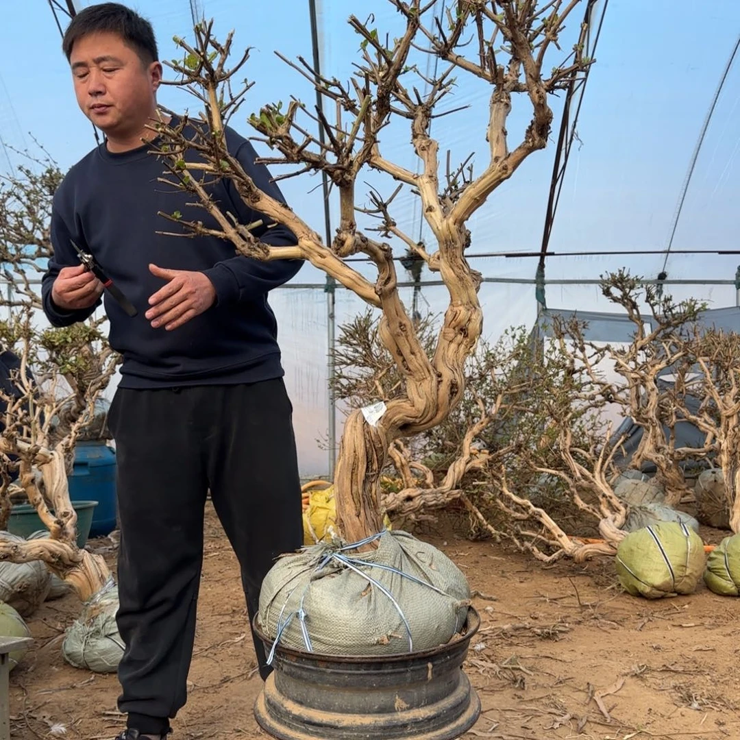 无花朵金银花45585888