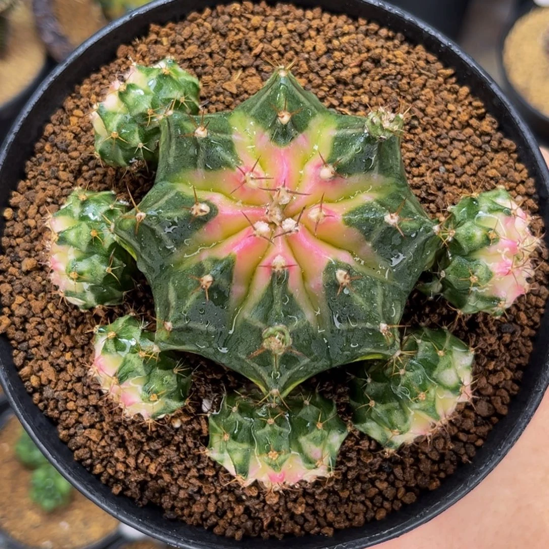 白穹顶 米哈仙人球