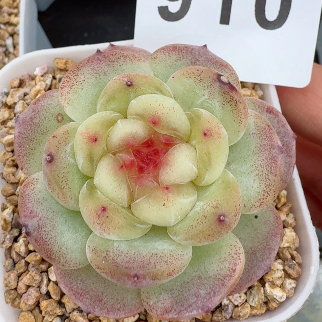 绿底孤品珍妮         精品多肉