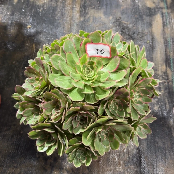 50号莲花法师植物形态