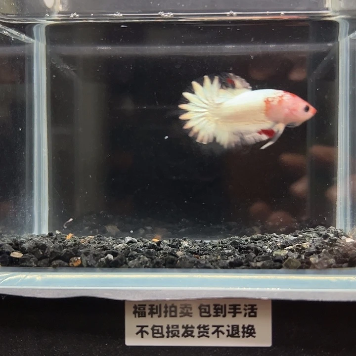斗鱼竞拍跑单拉黑23日11