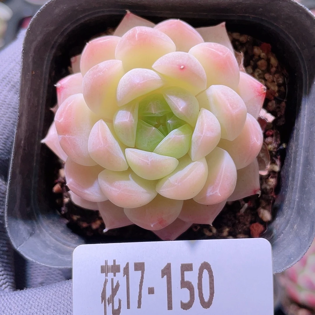 花利美17-150明月心