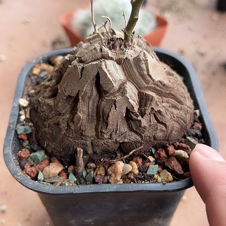 无花朵南非剑甲龟