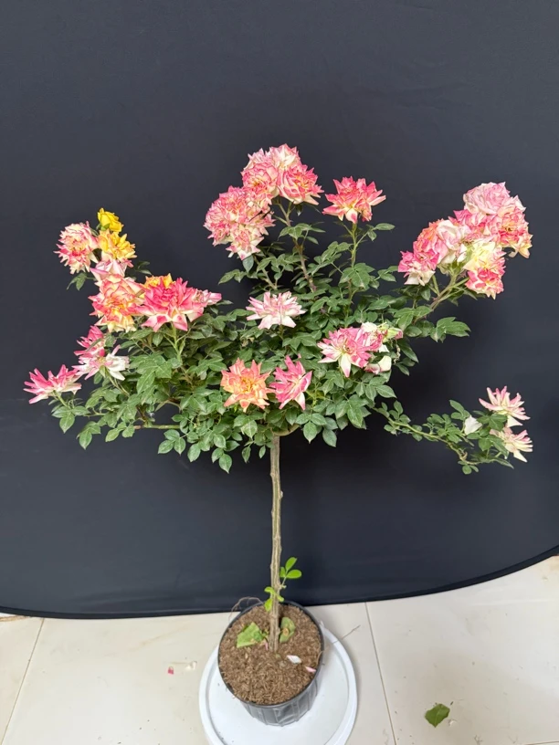 棒棒糖月季花树苗四季开大花浓香可盆栽庭院种植