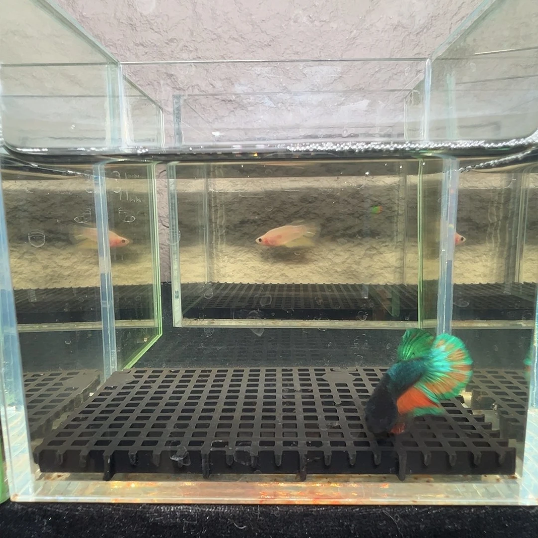 斗鱼阿浩泰斗16日27