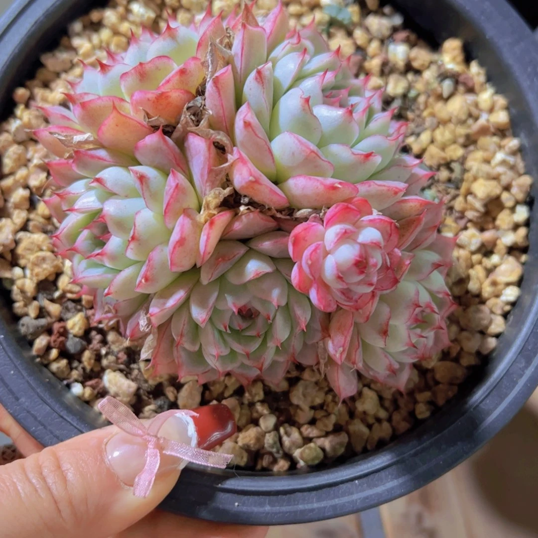 ?多肉植物，多肉植物，