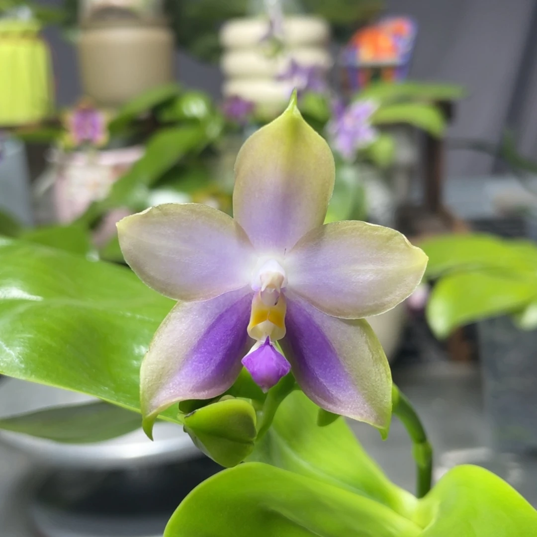 完全开放YC208，2.5杯开花株