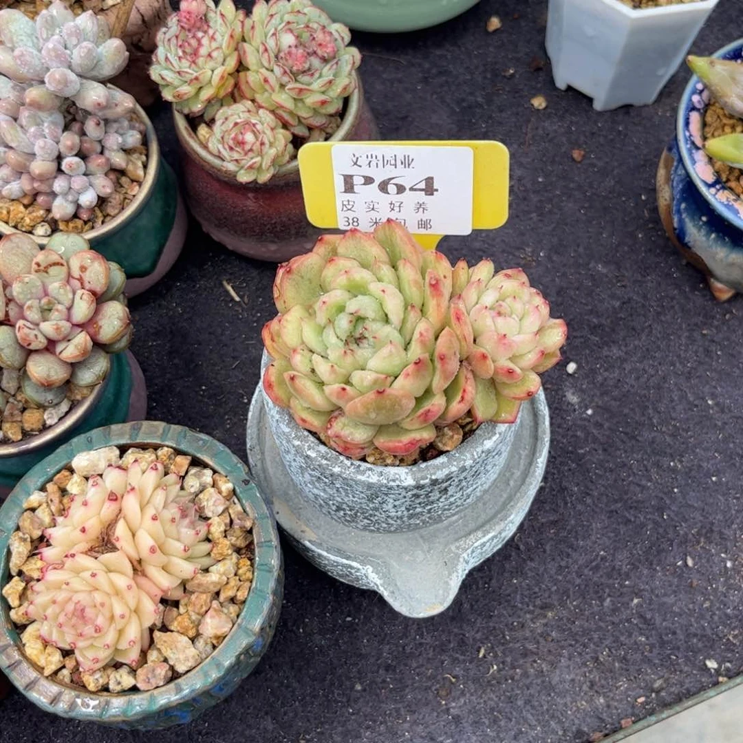 @****多肉植物11111