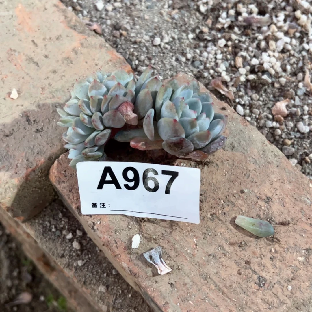 品*967多肉多肉多肉多肉多肉多肉
