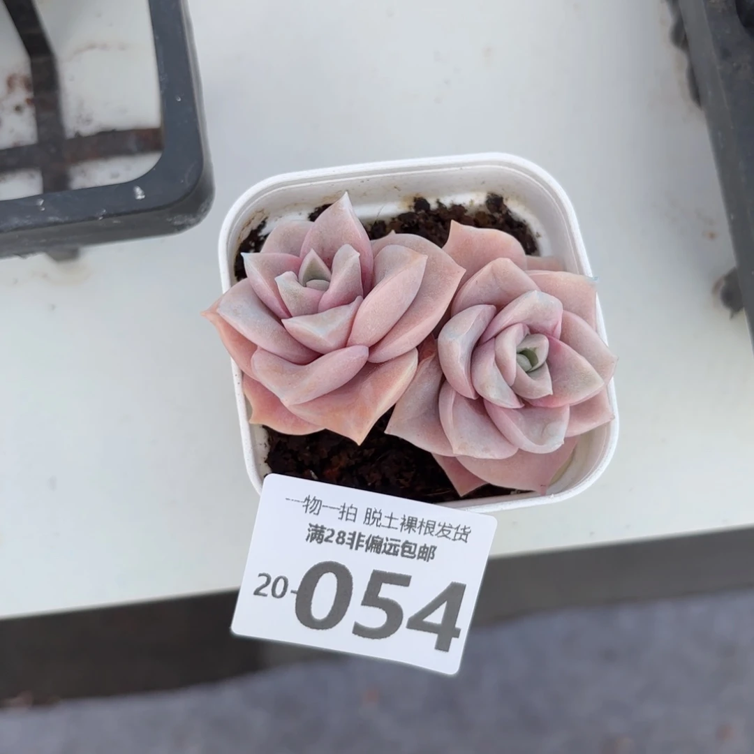 可爱玫瑰老桩多肉