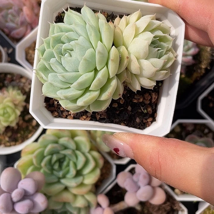 280。水仙鲤鱼。