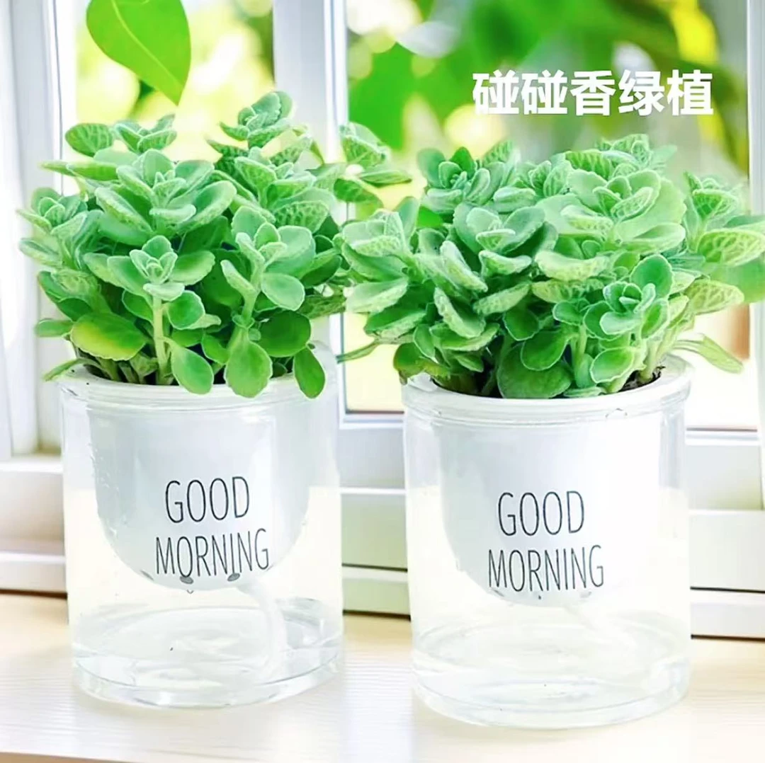 碰碰香一抹香绿植花卉盆栽驱蚊室内好养易活植物净化空气桌面摆放