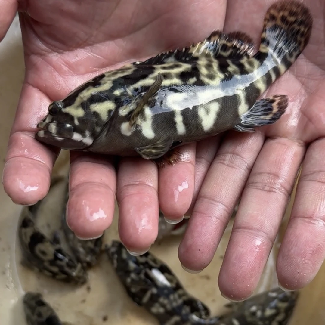 雪花龙趸已淡化珍珠斑.互动性好 不挑食 加千一到千三的盐饲养