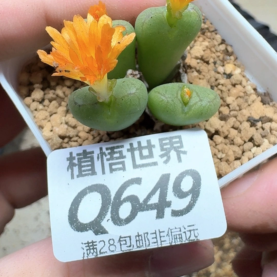 多肉植物的人生吃