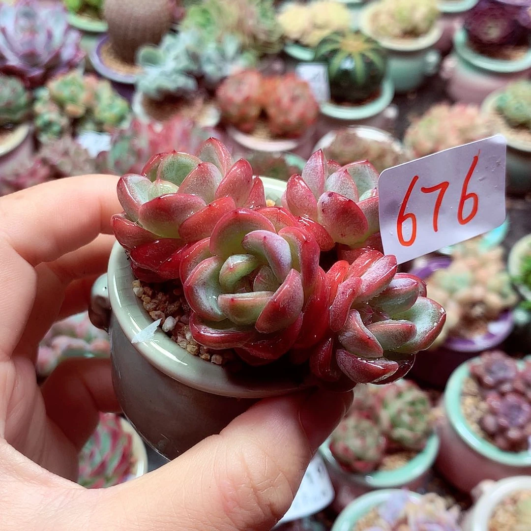 精控拇指盆多肉7.5676