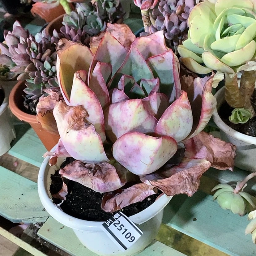 【闪购商品】时**吟肯尼迪25109