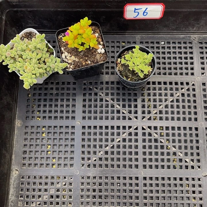 A****姐56号了筐带盆土发货