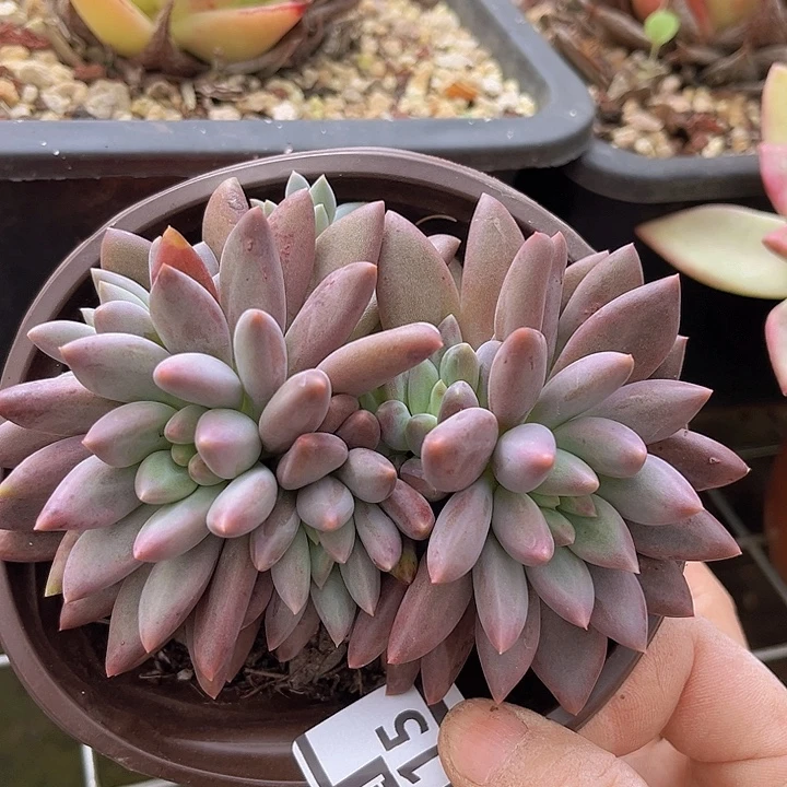 水晶球24115多肉植物
