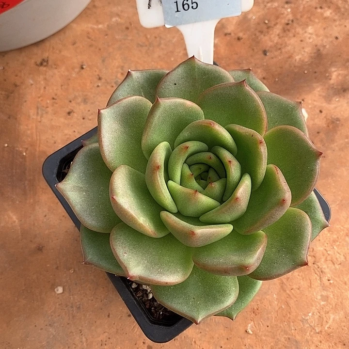 x165-直播福利 东云带锦拉丝