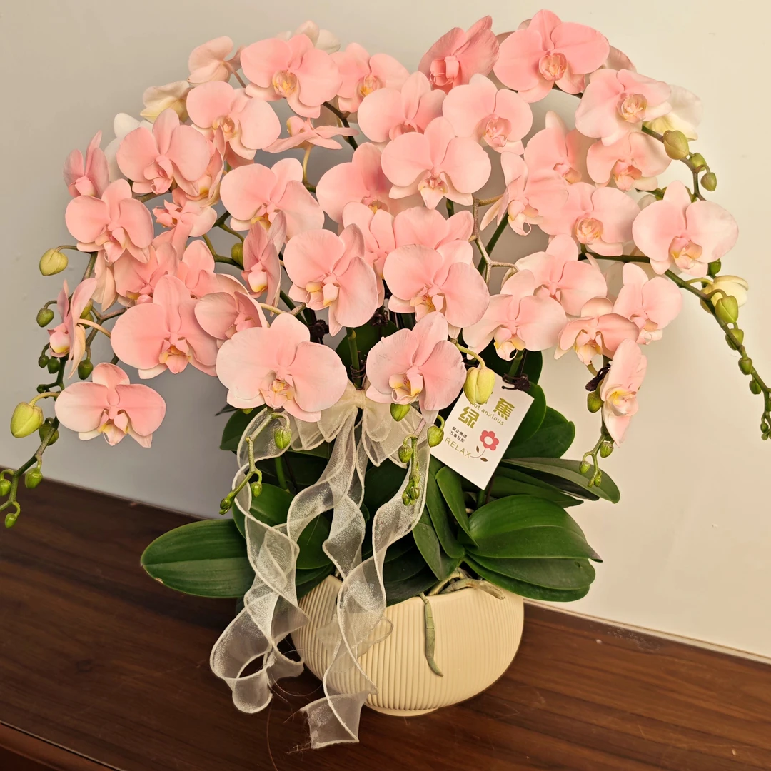 【大蜜桃】蝴蝶兰马卡龙色系 稀缺艺术喷色好养耐养基地直发