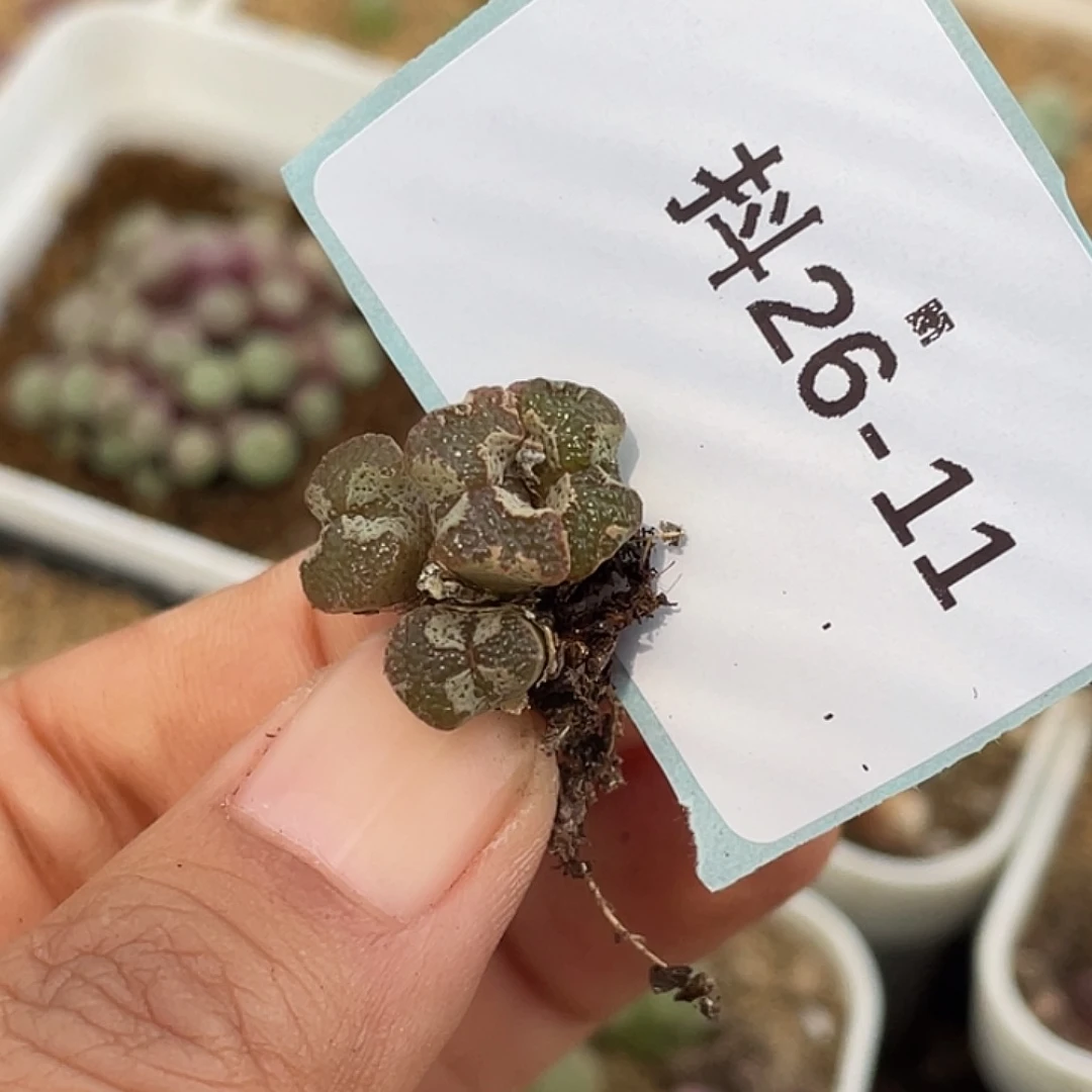 阳***宝26-11肉锥多肉植物