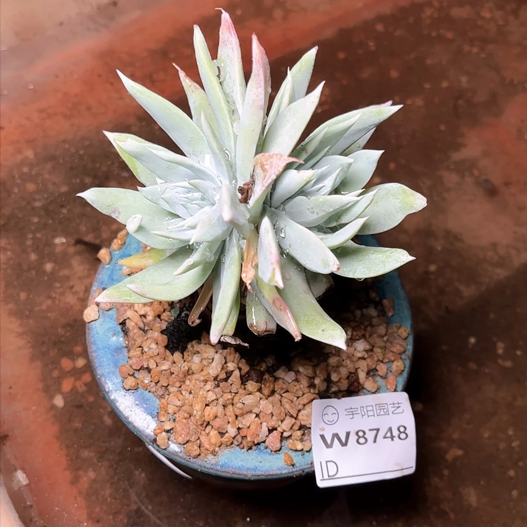 8748坎蒂丝雪山多肉