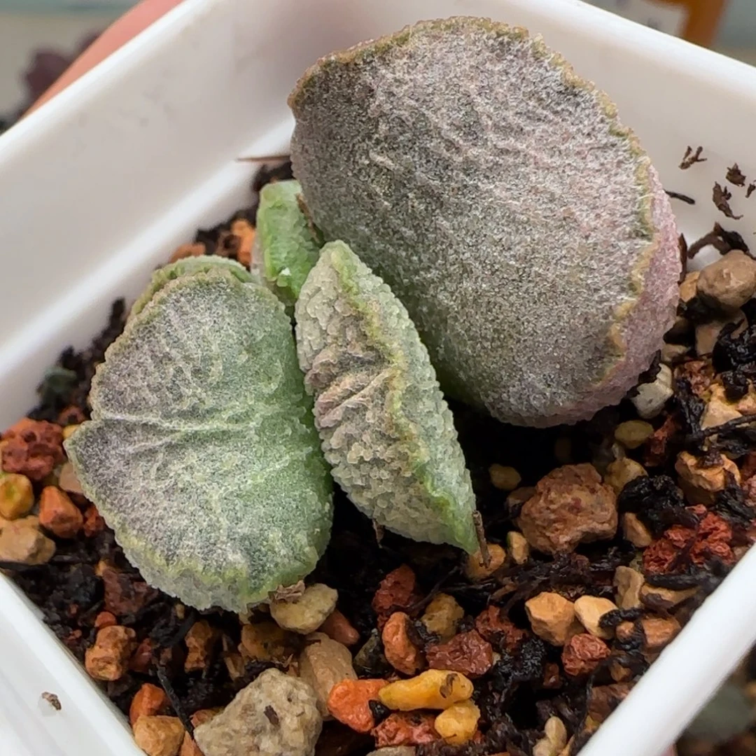 冰鳞水泡多肉植物