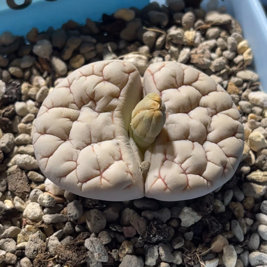 8024凹凸脑纹189一颗
