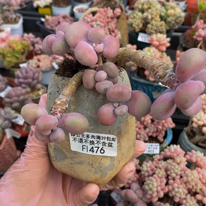 腰子桃蛋老桩476多肉植物