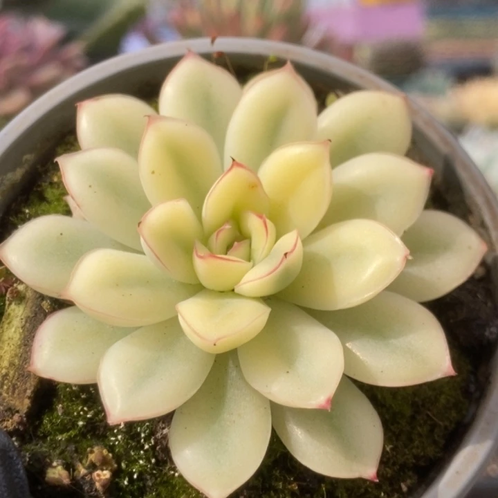692白慈禧锦锦锦锦锦
